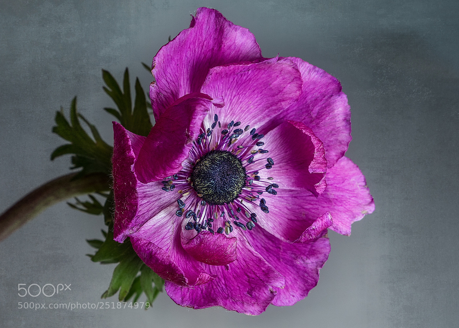 Panasonic Lumix DMC-GX8 sample photo. Anemone photography