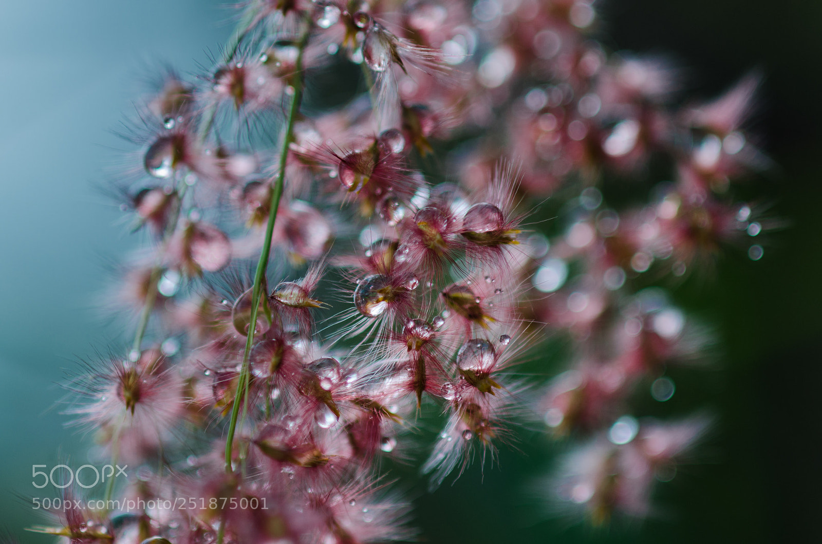 Nikon D7000 sample photo. Pink grass photography