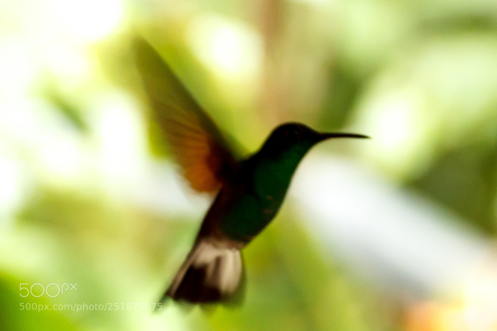 Canon EOS 600D (Rebel EOS T3i / EOS Kiss X5) sample photo. Hummingbird photography