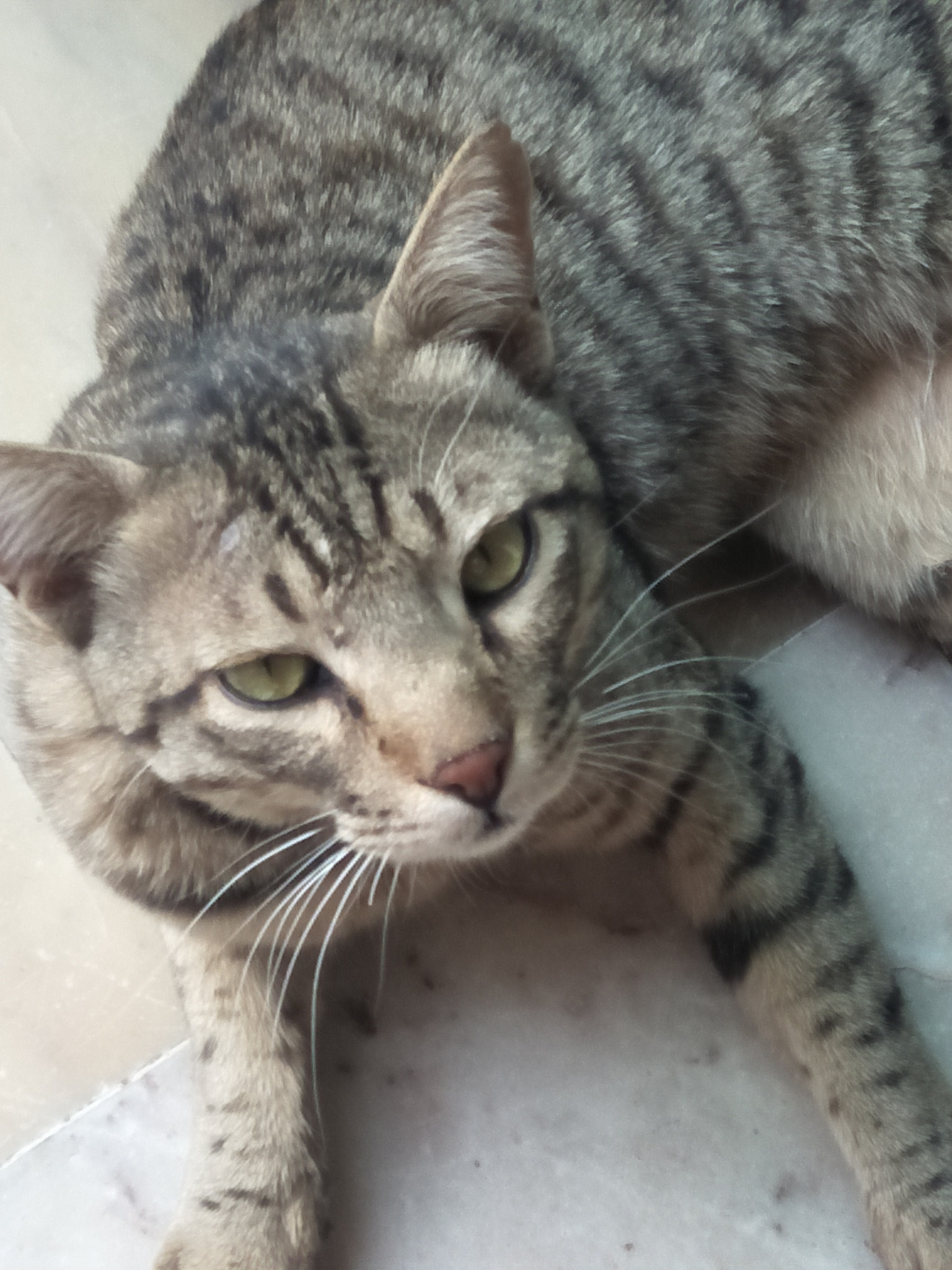 OPPO CPH1701 sample photo. Cat eyes photography