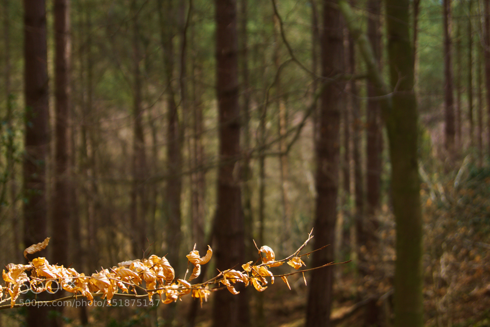 Sony SLT-A65 (SLT-A65V) sample photo. First rays photography