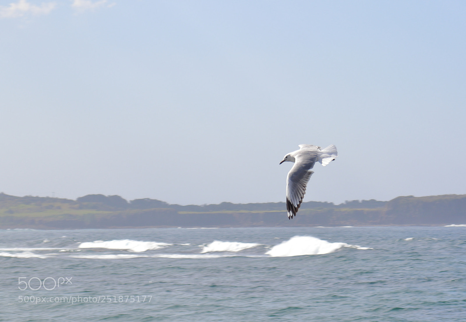 Canon EOS 200D (EOS Rebel SL2 / EOS Kiss X9) sample photo. Witnessing a seagull's hover photography