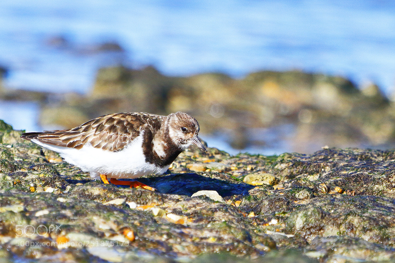 Canon EOS 7D sample photo. Ruddy turnstone in oleron photography