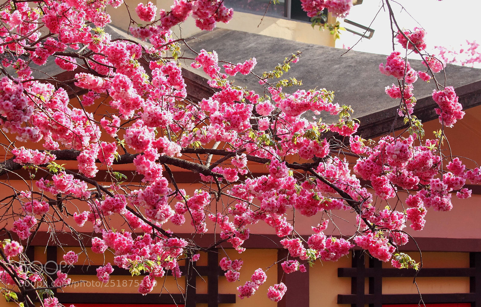 Canon EOS 5D Mark II sample photo. 花潮 photography