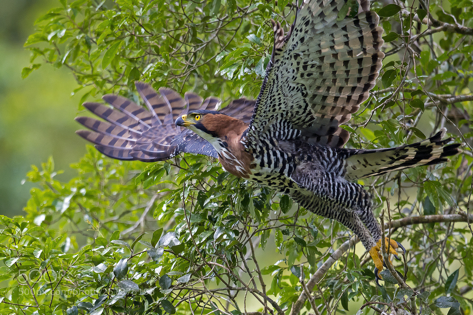 Nikon D5 sample photo. Ornate hawk-eagle photography