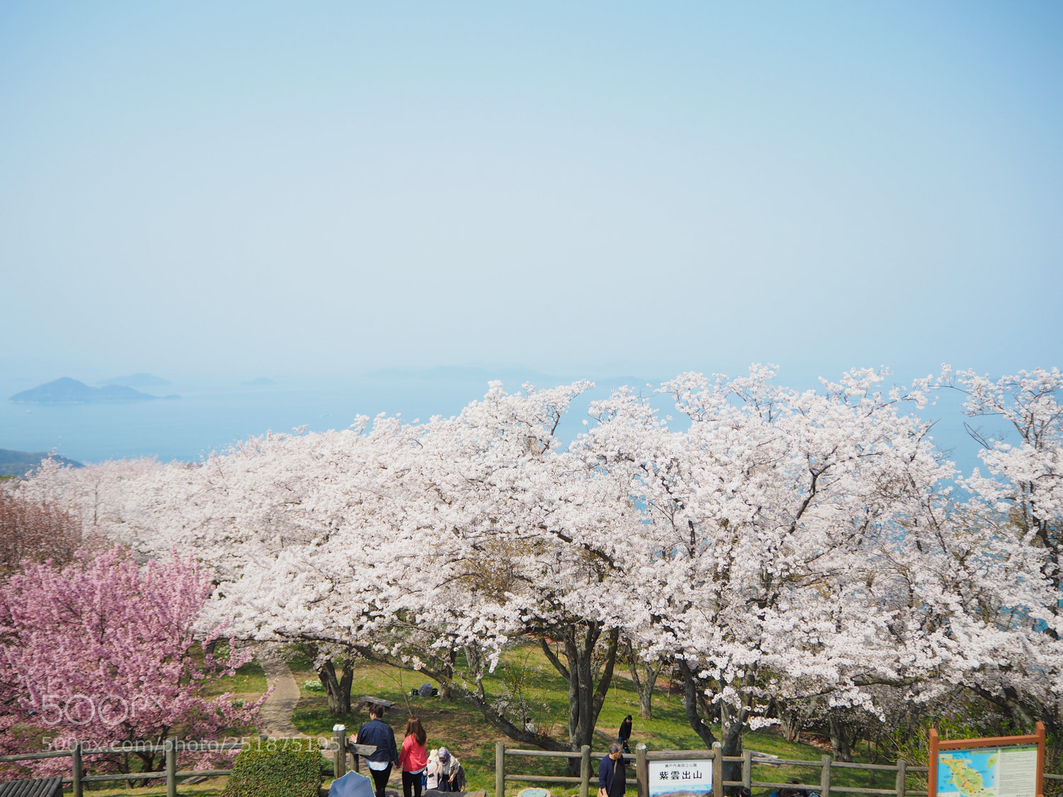 Olympus PEN E-PL7 sample photo. Cherry blossoms photography