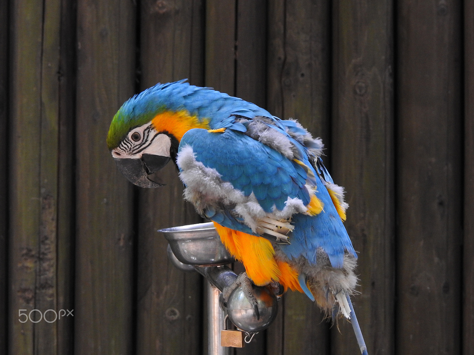 Nikon COOLPIX P900s sample photo. A feeding parrot photography