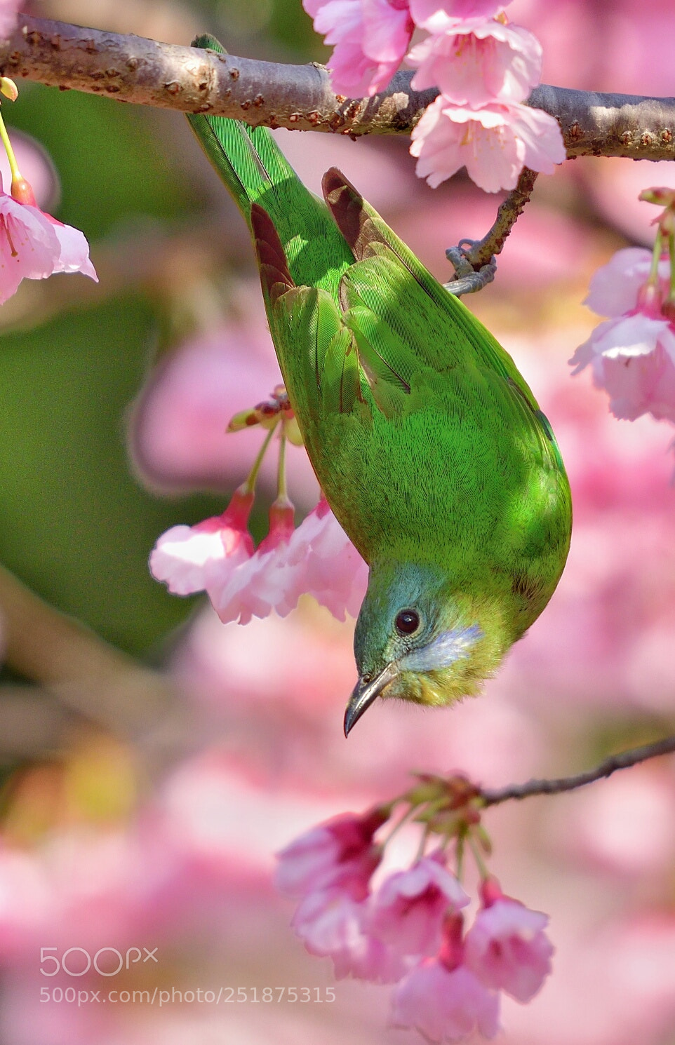 Nikon D500 sample photo. Orange-bellied leafbird photography