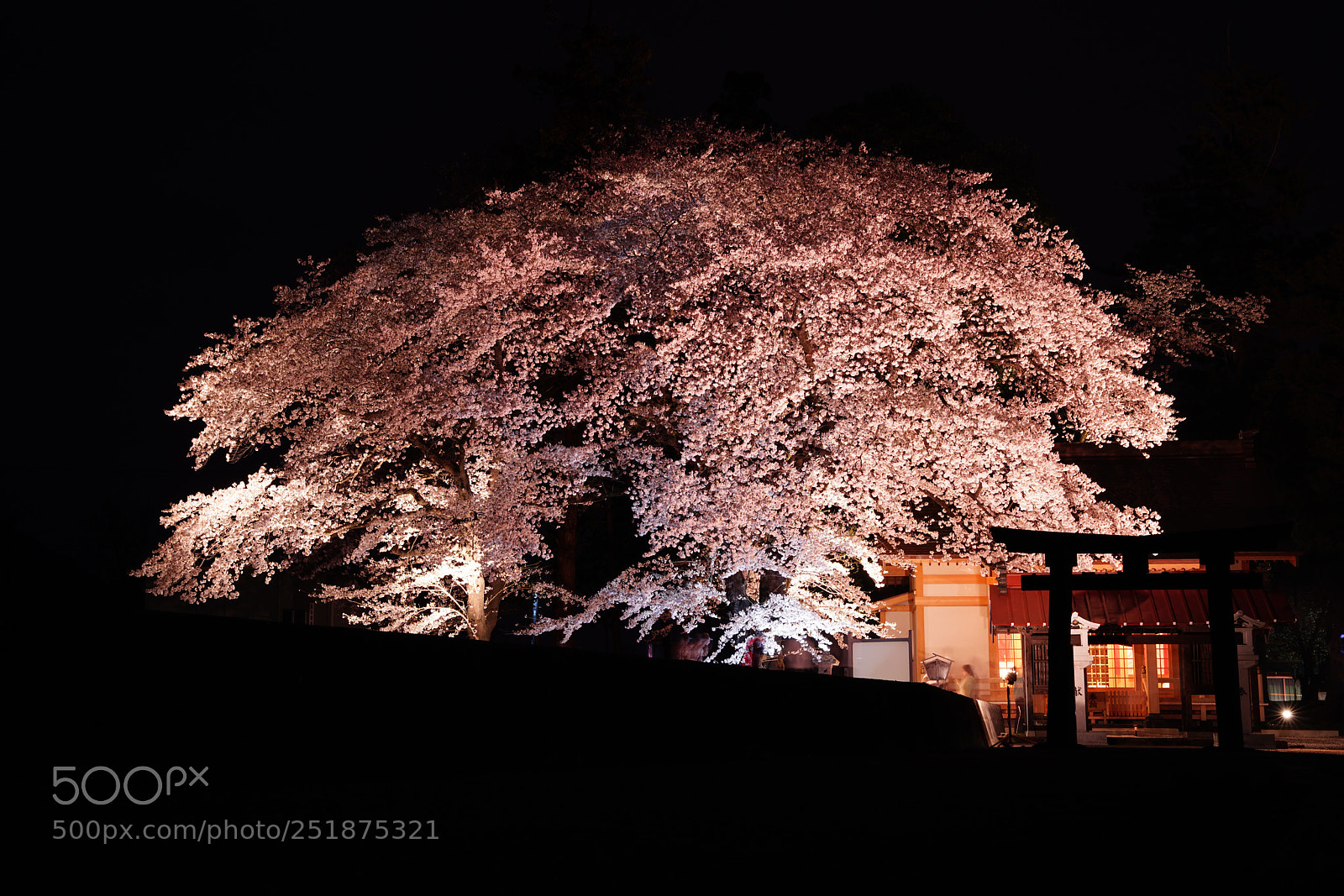 Sony a7R II sample photo. Illuminated cherry blossoms at photography