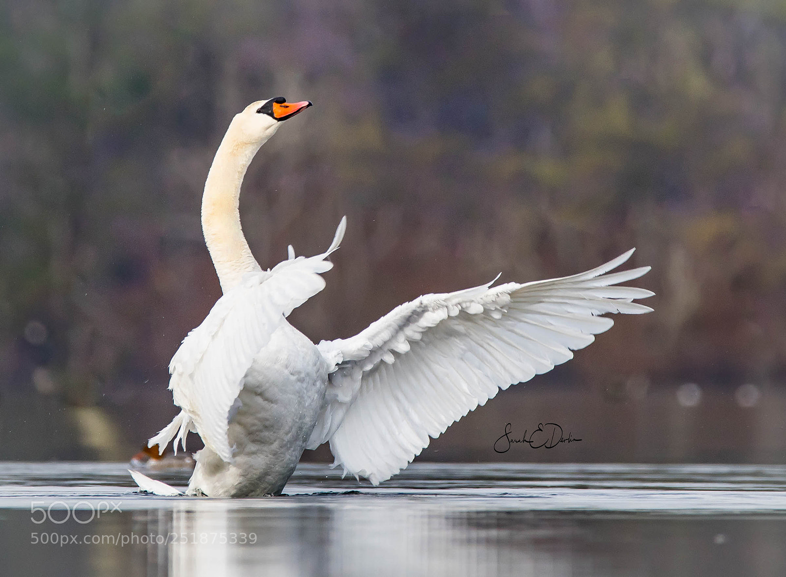Nikon D500 sample photo. Mute swan photography