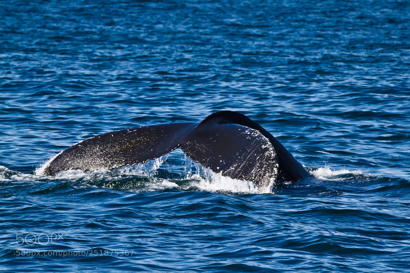 Canon EOS 7D sample photo. The tail photography