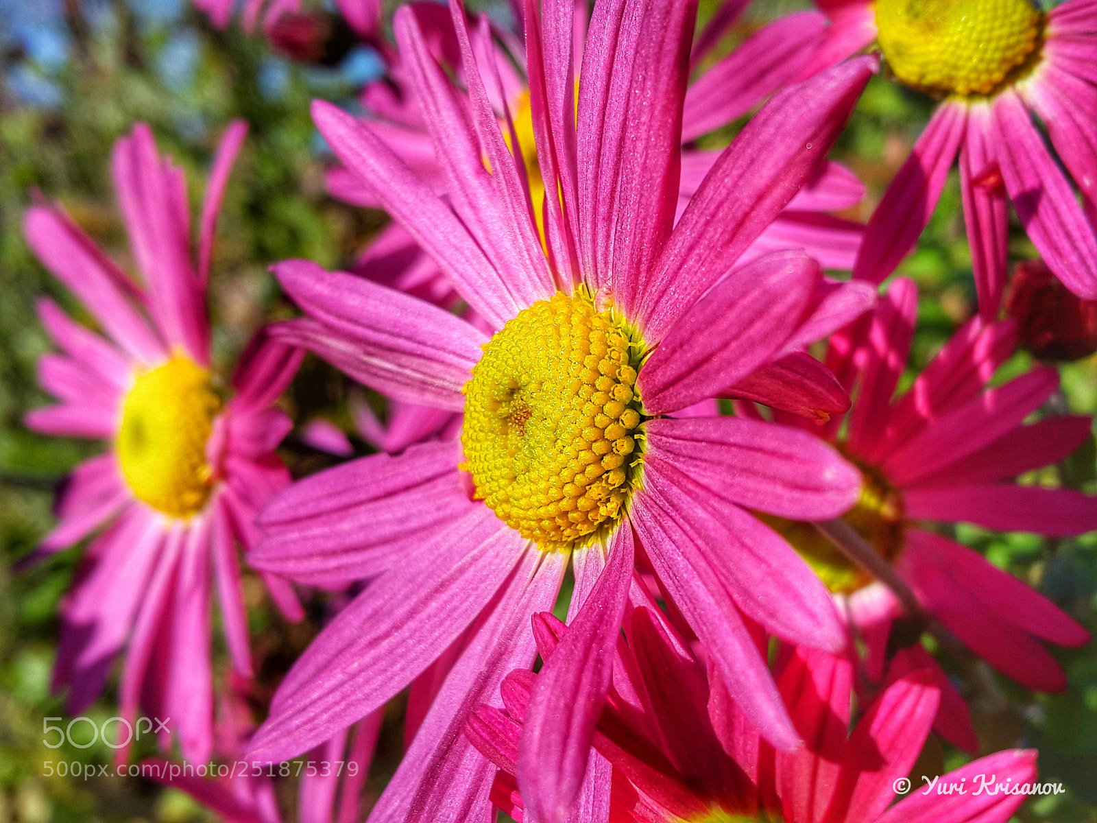 Samsung Galaxy Alpha sample photo. Flowers in the sunlight photography