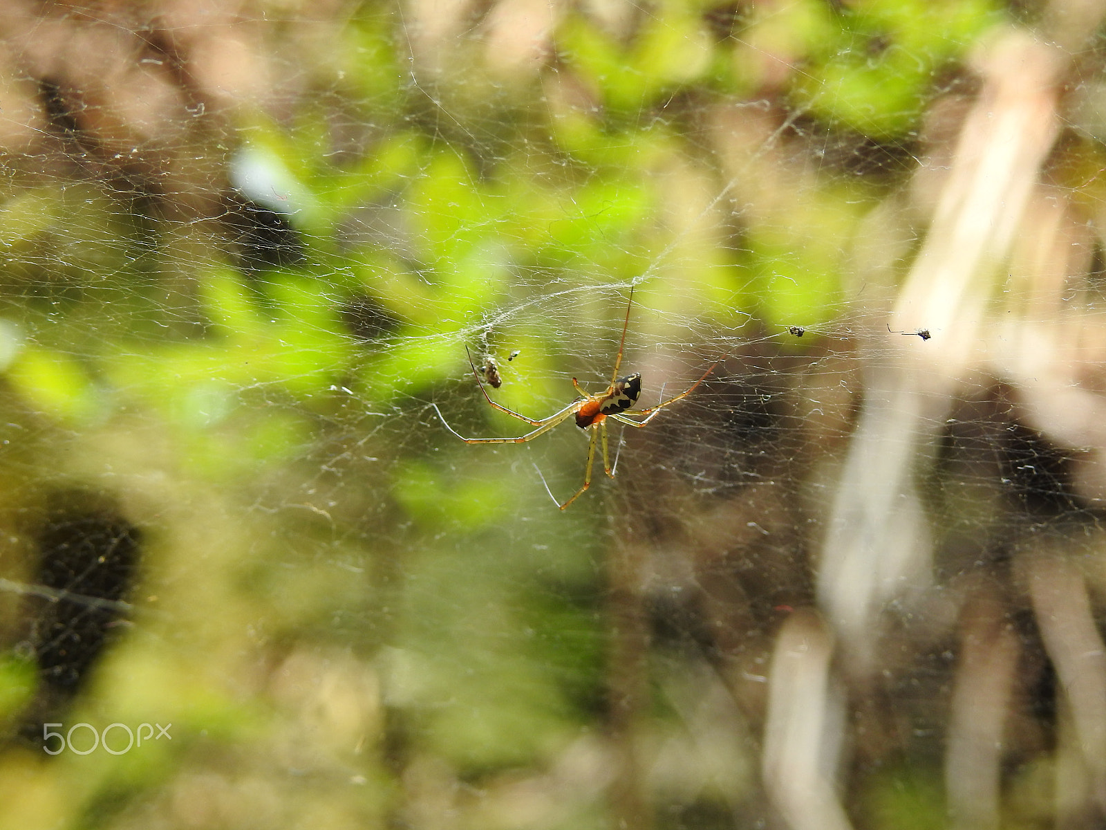 Nikon COOLPIX P900s sample photo. A spider's web photography