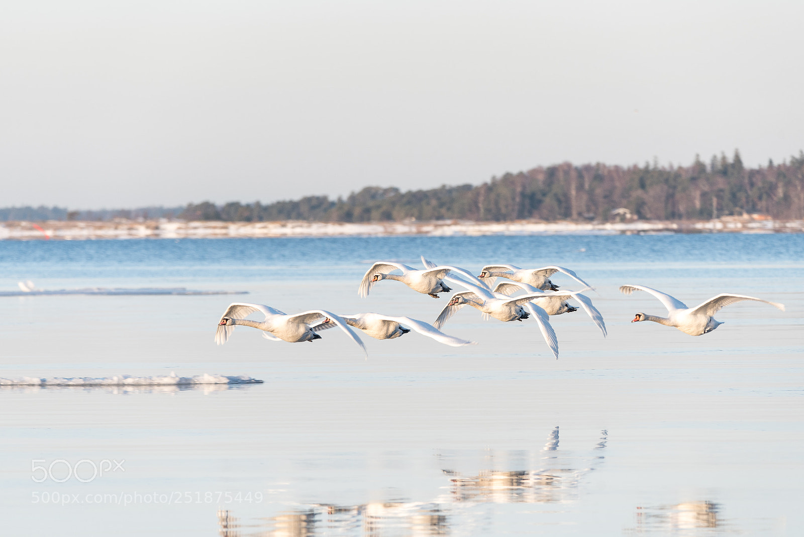 Nikon D750 sample photo. Swans flying towards the photography