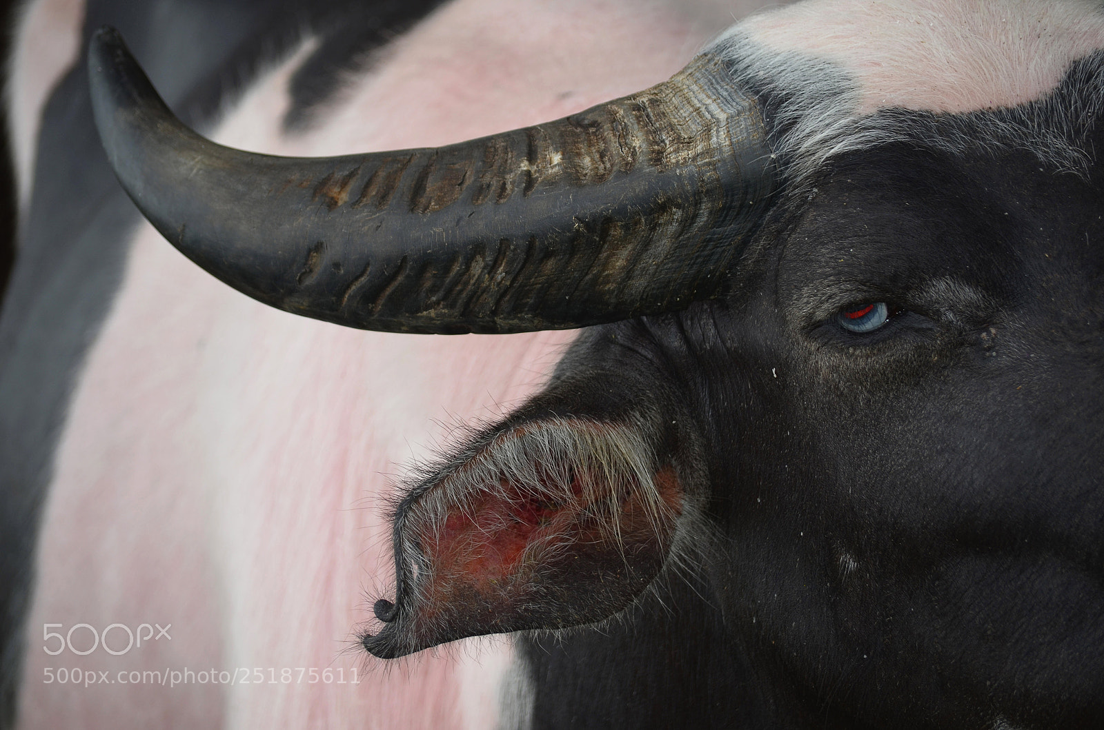 Nikon D5100 sample photo. Batutumonga, tana toraja, indonesia photography