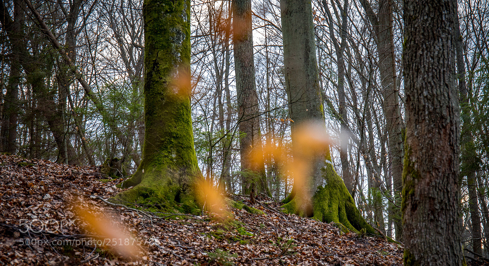 Canon EOS 5D Mark IV sample photo. Forest photography