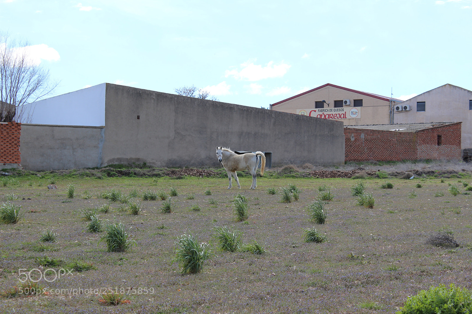 Canon EOS 1300D (EOS Rebel T6 / EOS Kiss X80) sample photo. Caballo entre hierbas photography