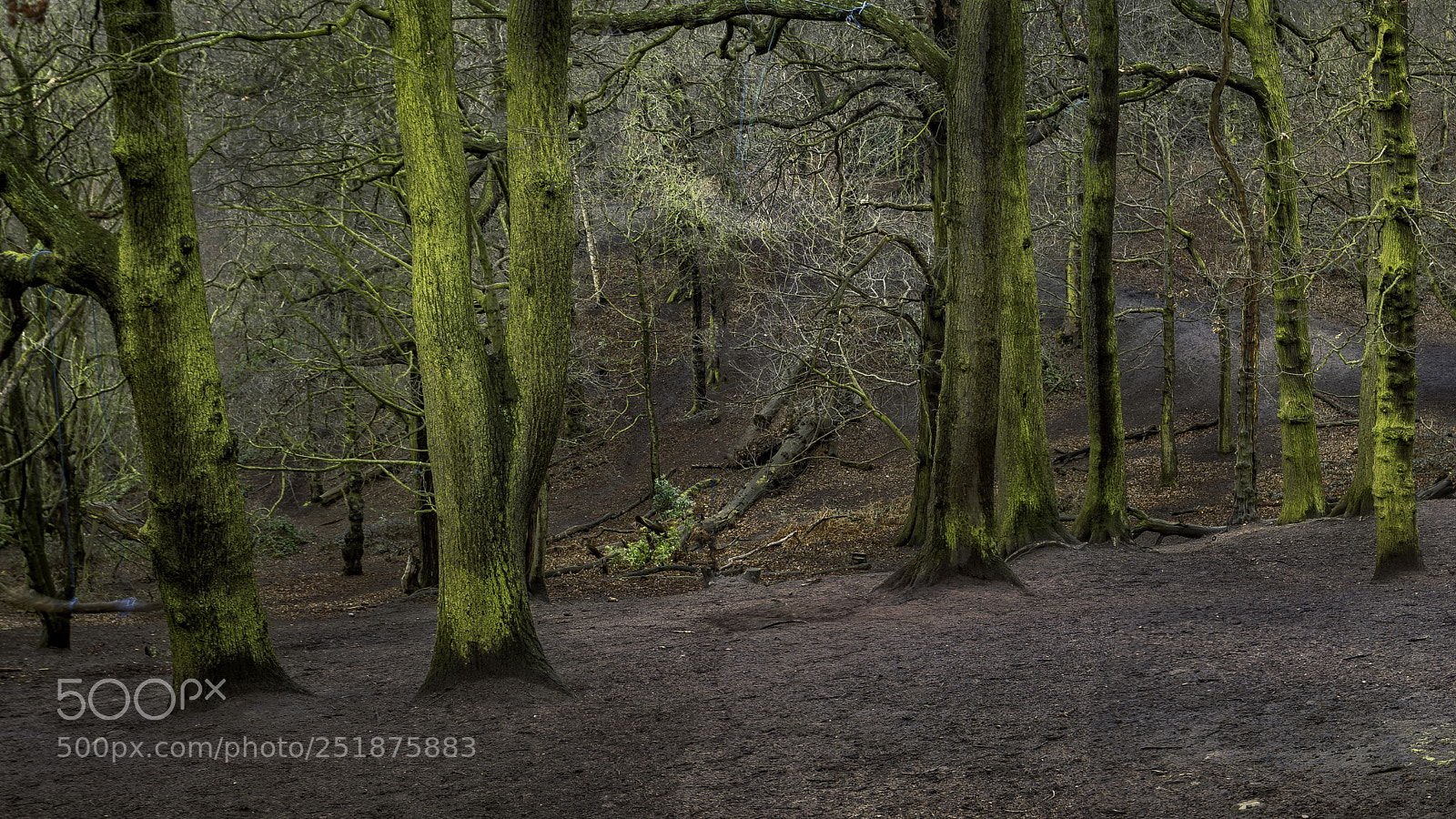 Canon EOS 5D Mark II sample photo. Woodland photography