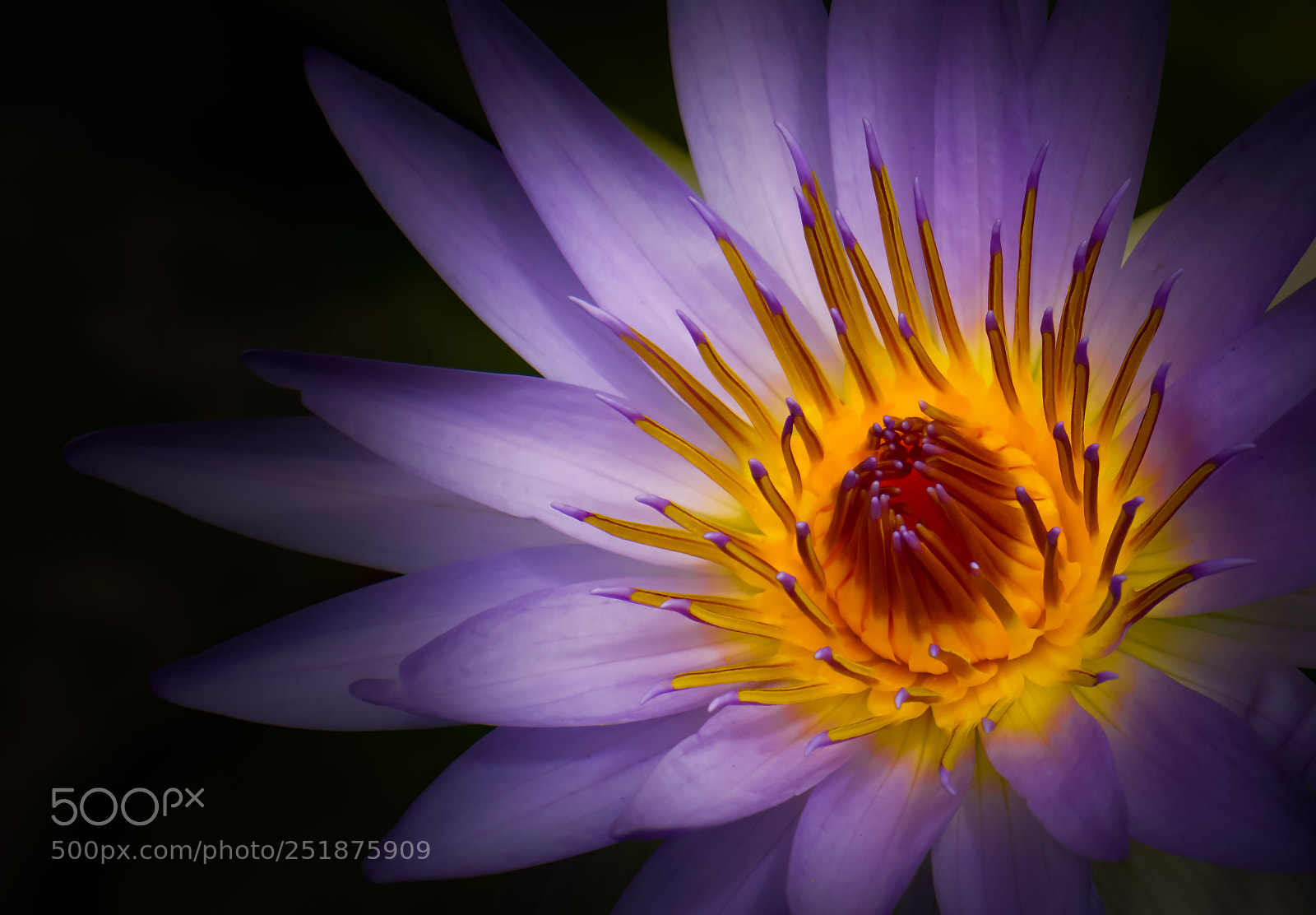 Sony a6000 sample photo. Golden beauty photography