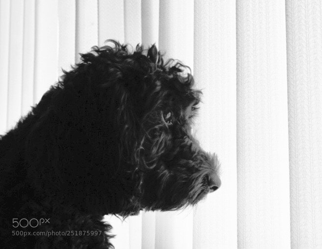 Sony a7 III sample photo. Watchful eye photography