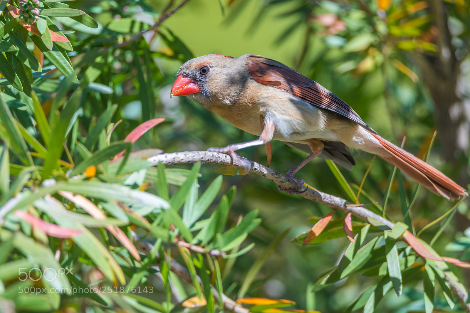 Nikon D500 sample photo. Female northern cardinal photography