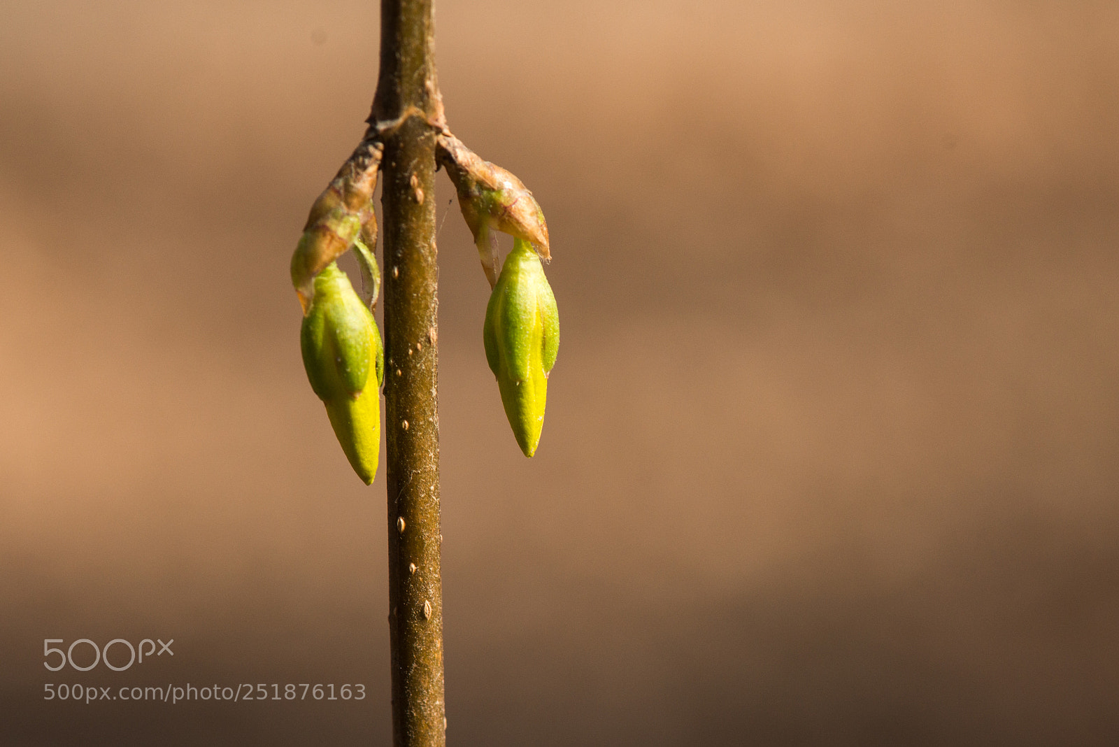 Nikon D800E sample photo. Willow buds photography