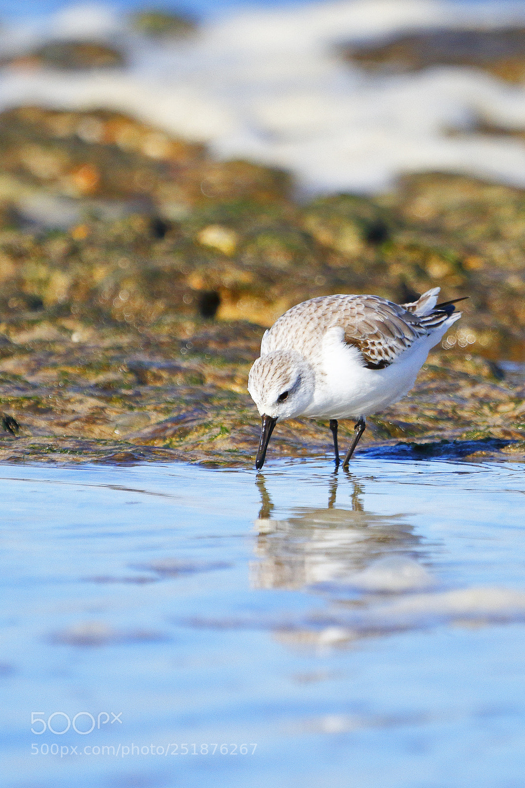 Canon EOS 7D sample photo. Sanderling in oleron island photography