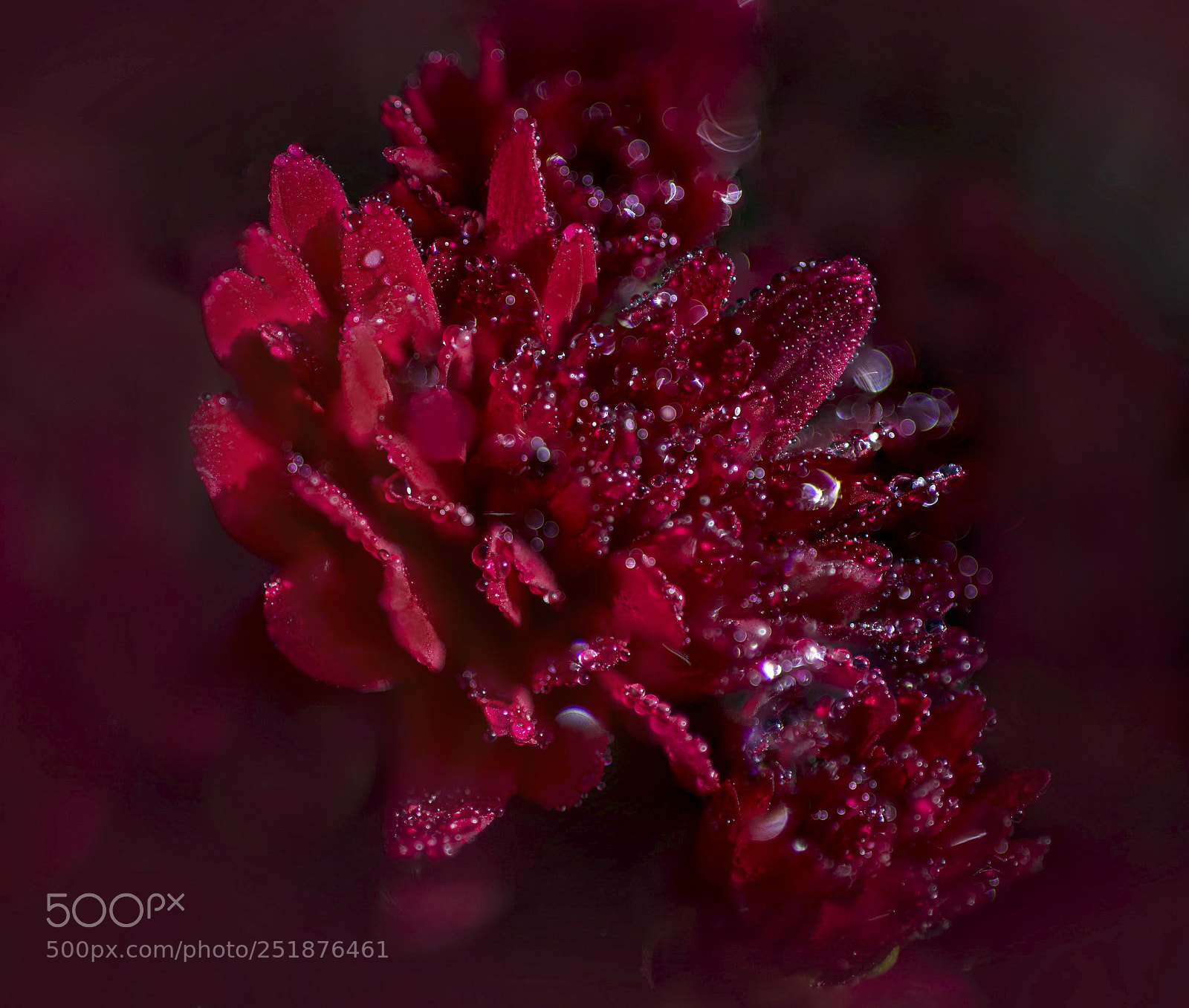 Nikon D610 sample photo. Chrysantemum photography