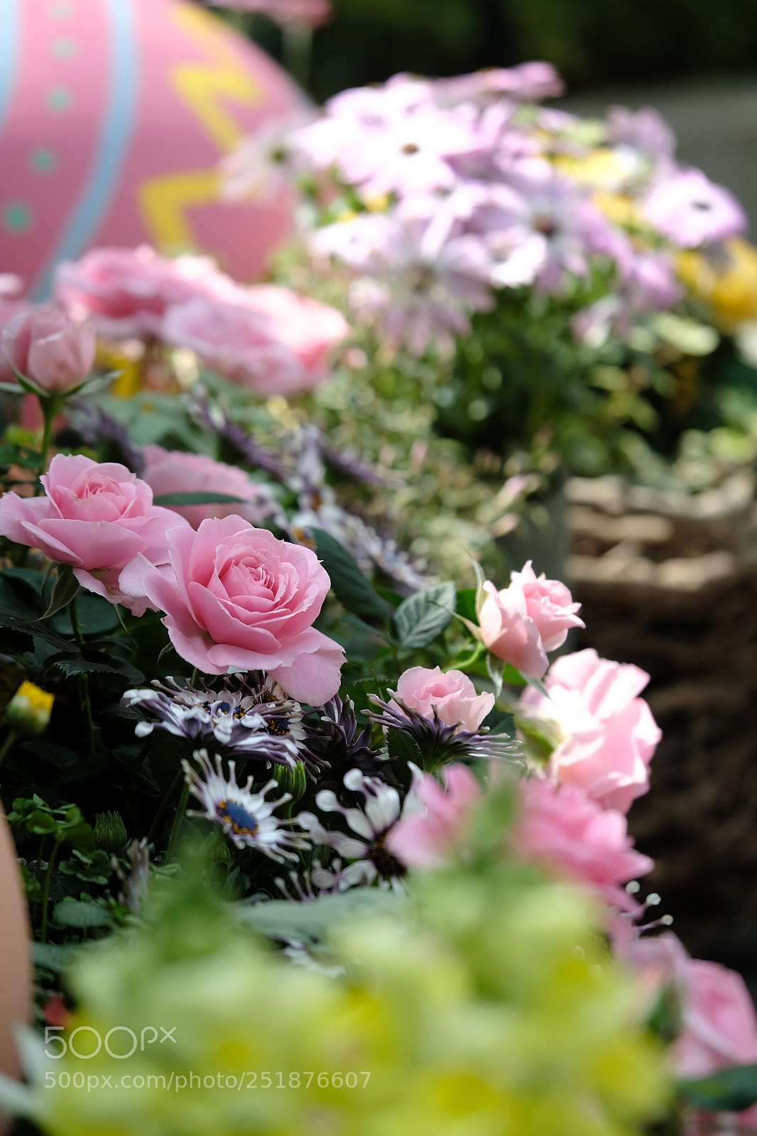 Fujifilm X-T2 sample photo. Bloom photography