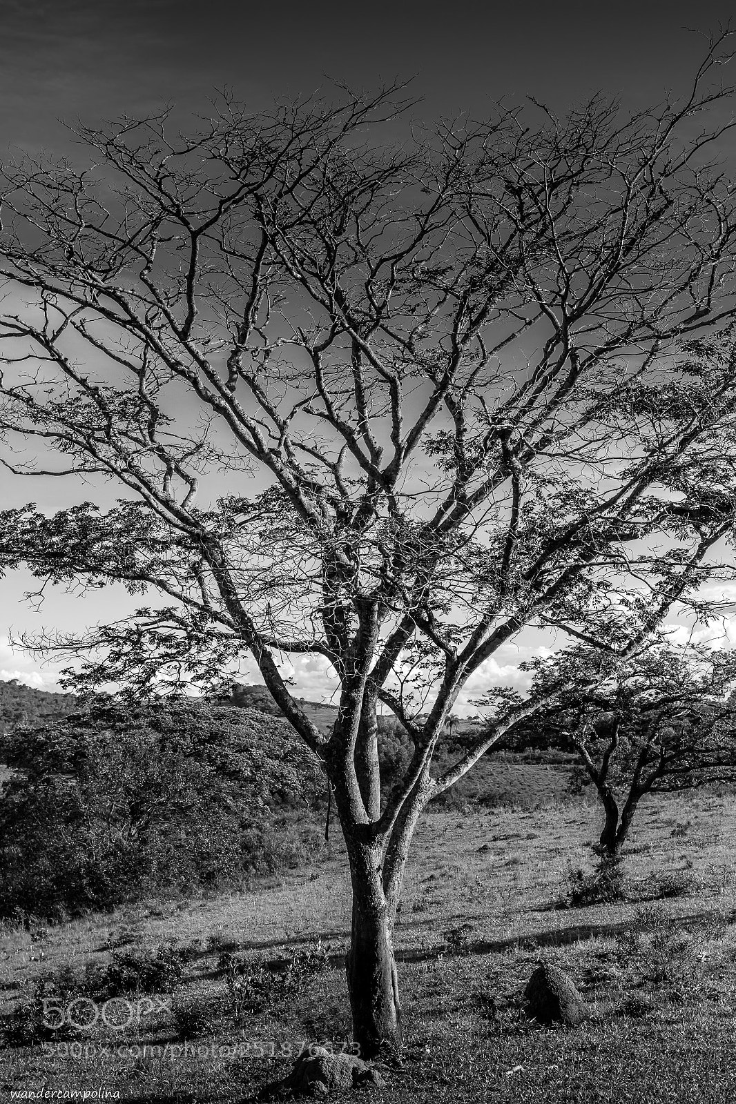 Canon EOS 700D (EOS Rebel T5i / EOS Kiss X7i) sample photo. The tree photography
