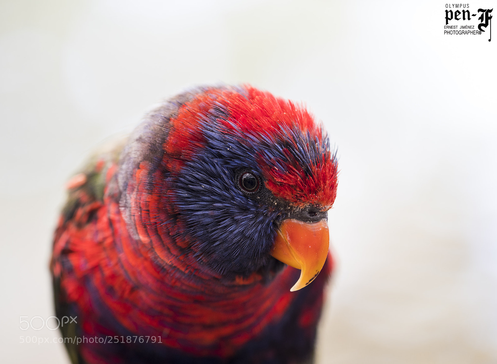 Olympus PEN-F sample photo. Red.. blue...innocent...cute pretty happy photography