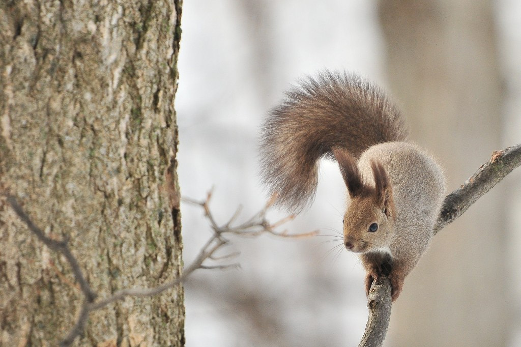 Sigma 50-500mm F4.5-6.3 DG OS HSM sample photo. Tightrope photography