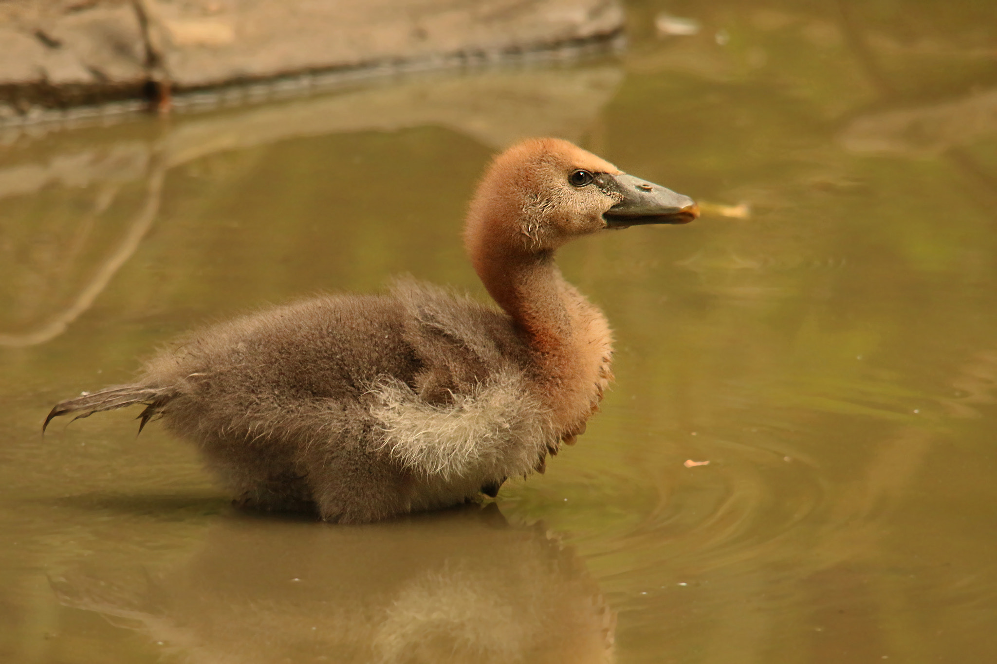 Canon EOS 70D + Sigma 150-500mm F5-6.3 DG OS HSM sample photo. Magpie goose gosling photography