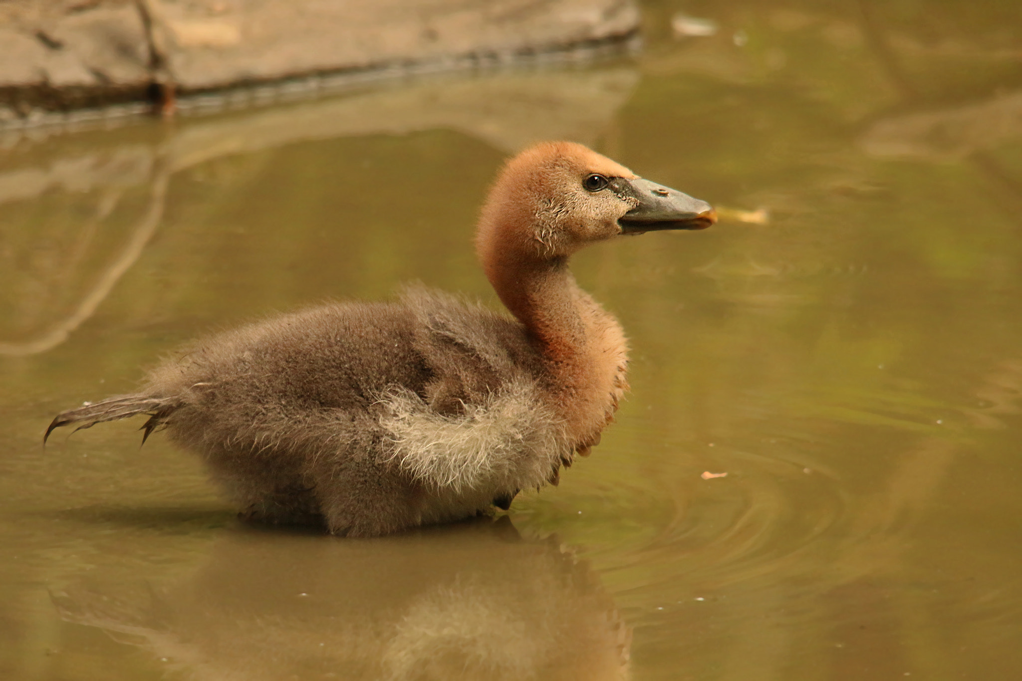 Sigma 150-500mm F5-6.3 DG OS HSM sample photo. Magpie goose gosling photography