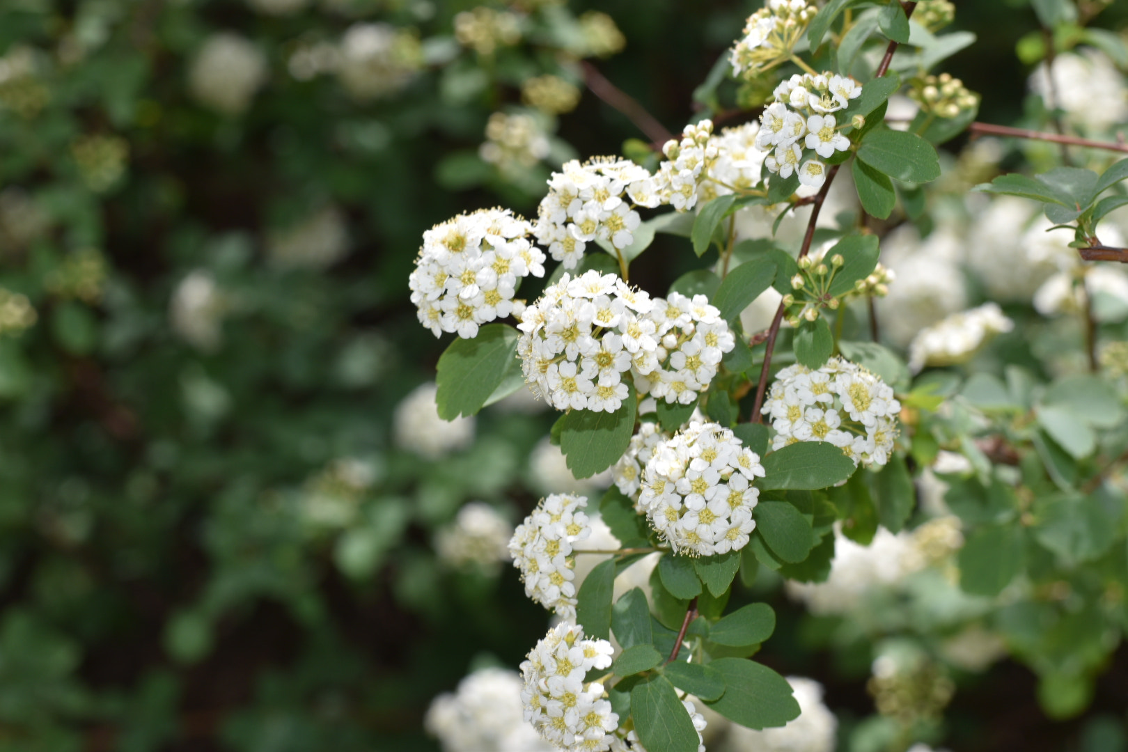 Nikon D5500 + Nikon AF-S Nikkor 50mm F1.8G sample photo