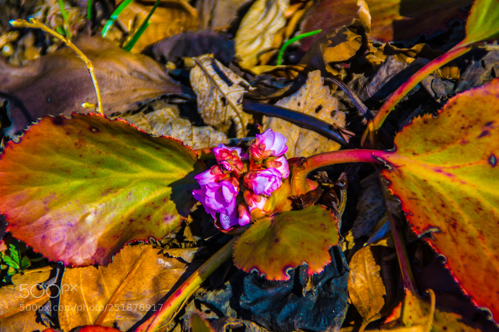 Sony a5100 sample photo. Walking to rusio photography