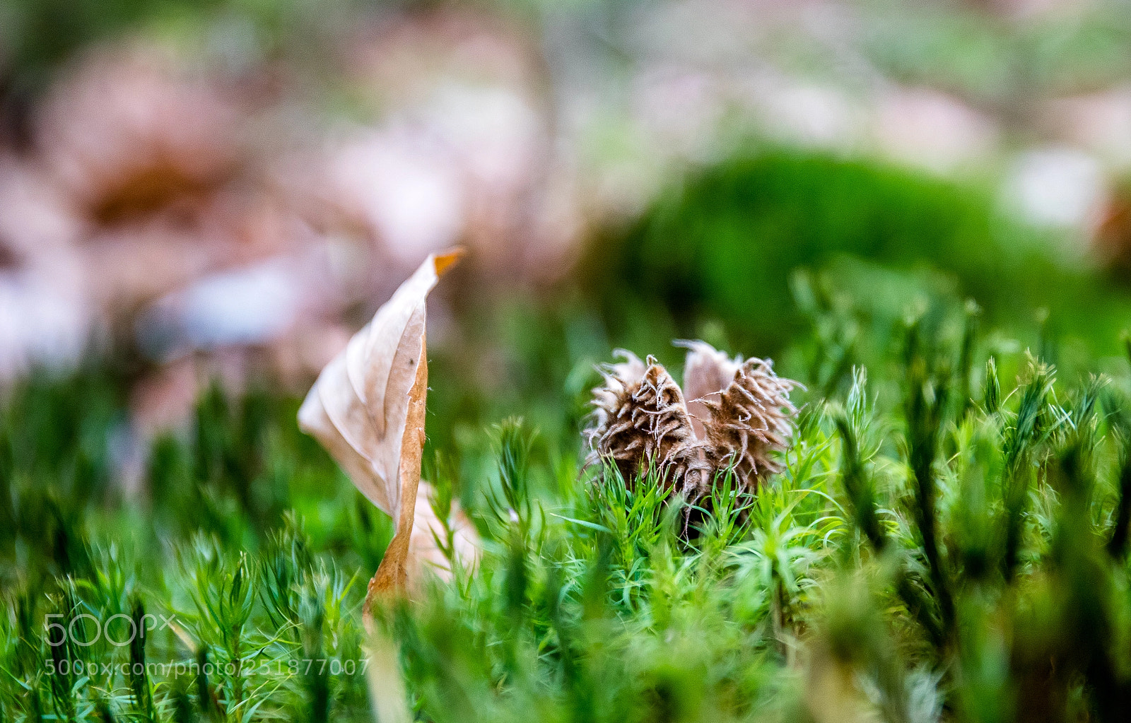 Canon EOS 5D Mark IV sample photo. Macro photography