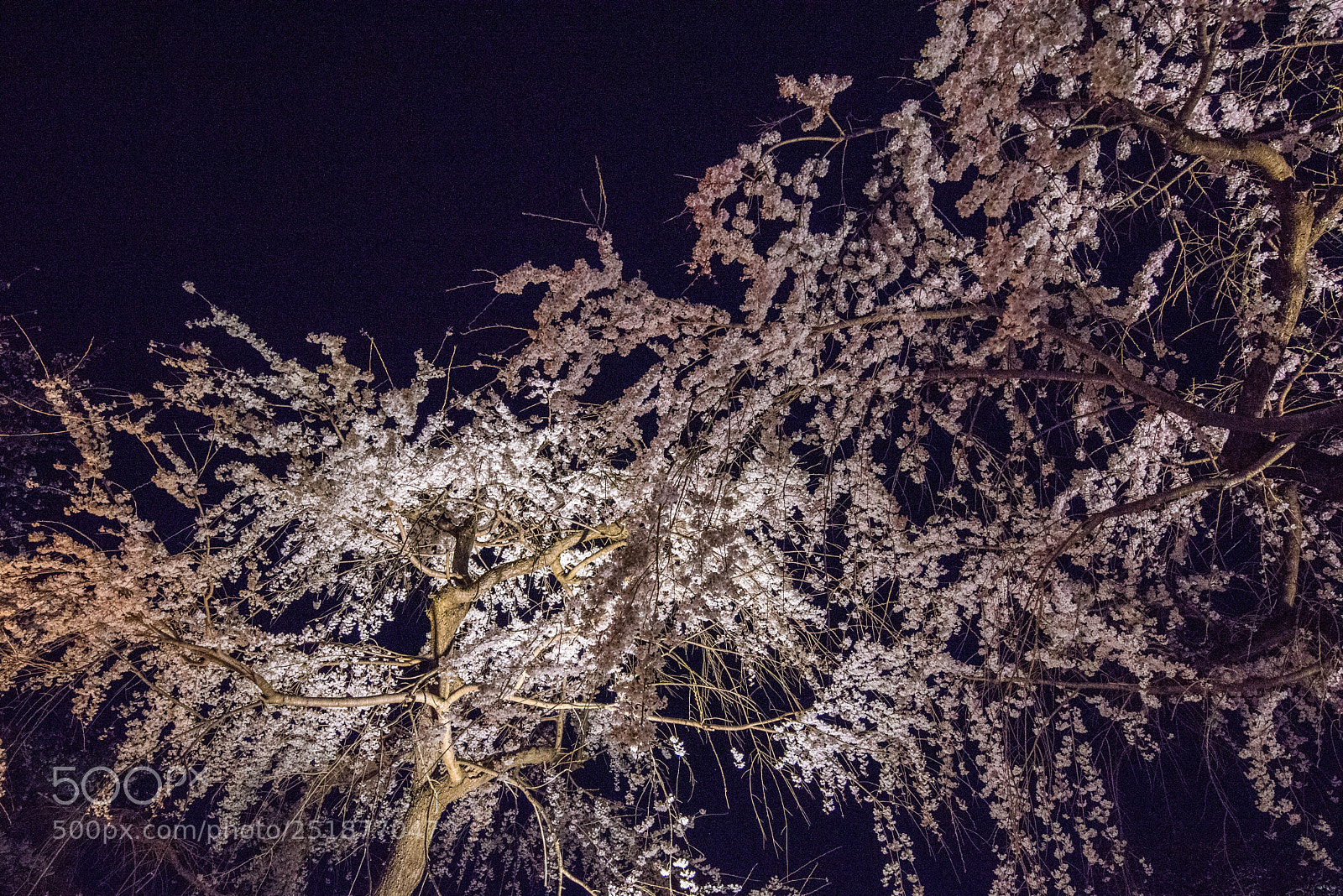 Nikon D810 sample photo. Full bloom photography