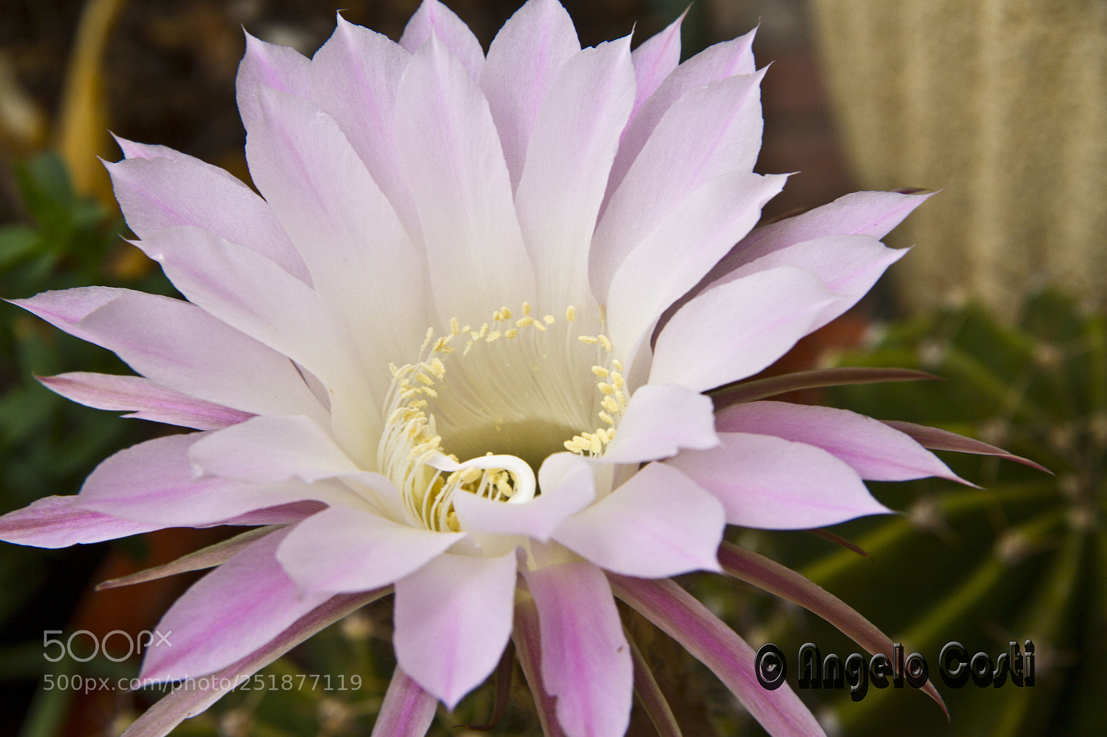 Canon EOS 7D sample photo. Img_2293_1.jpg photography