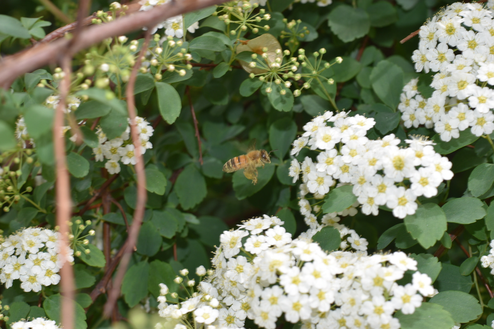 Nikon D5500 + Nikon AF-S Nikkor 50mm F1.8G sample photo