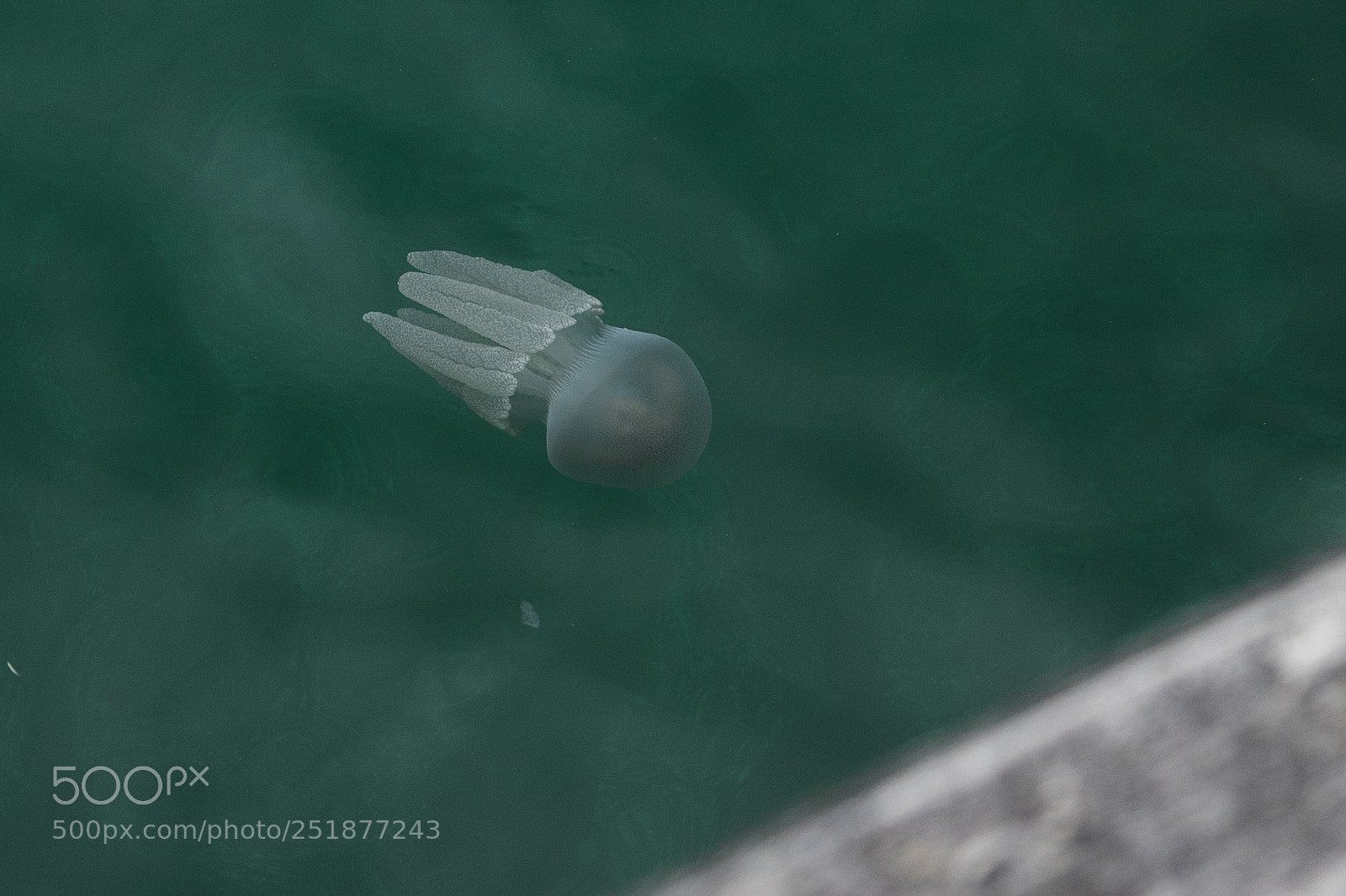 Canon EOS 6D Mark II sample photo. Jellyfish photography