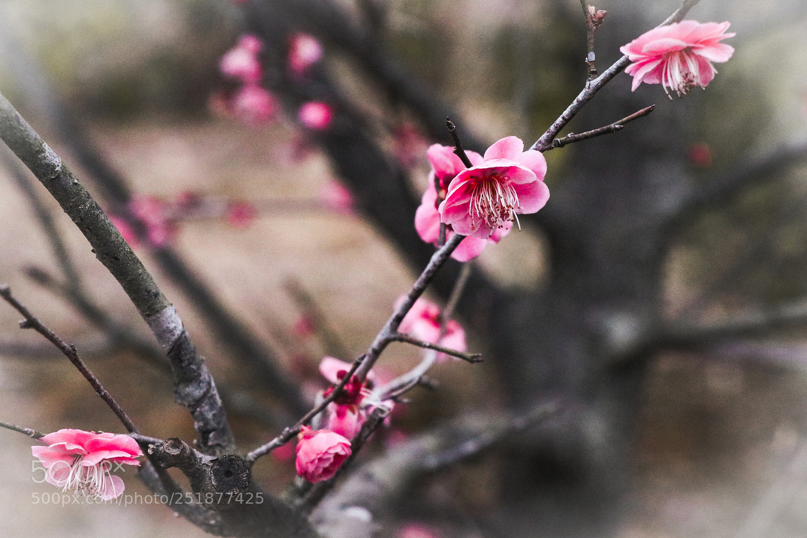 Canon EOS 80D sample photo. Plum blossom photography
