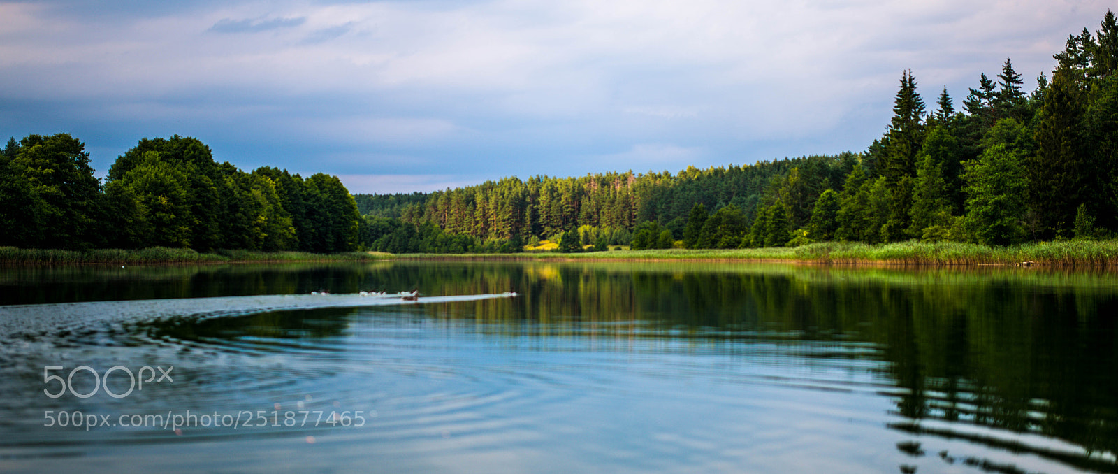 Nikon D800 sample photo. Beautiful lake with ducks photography