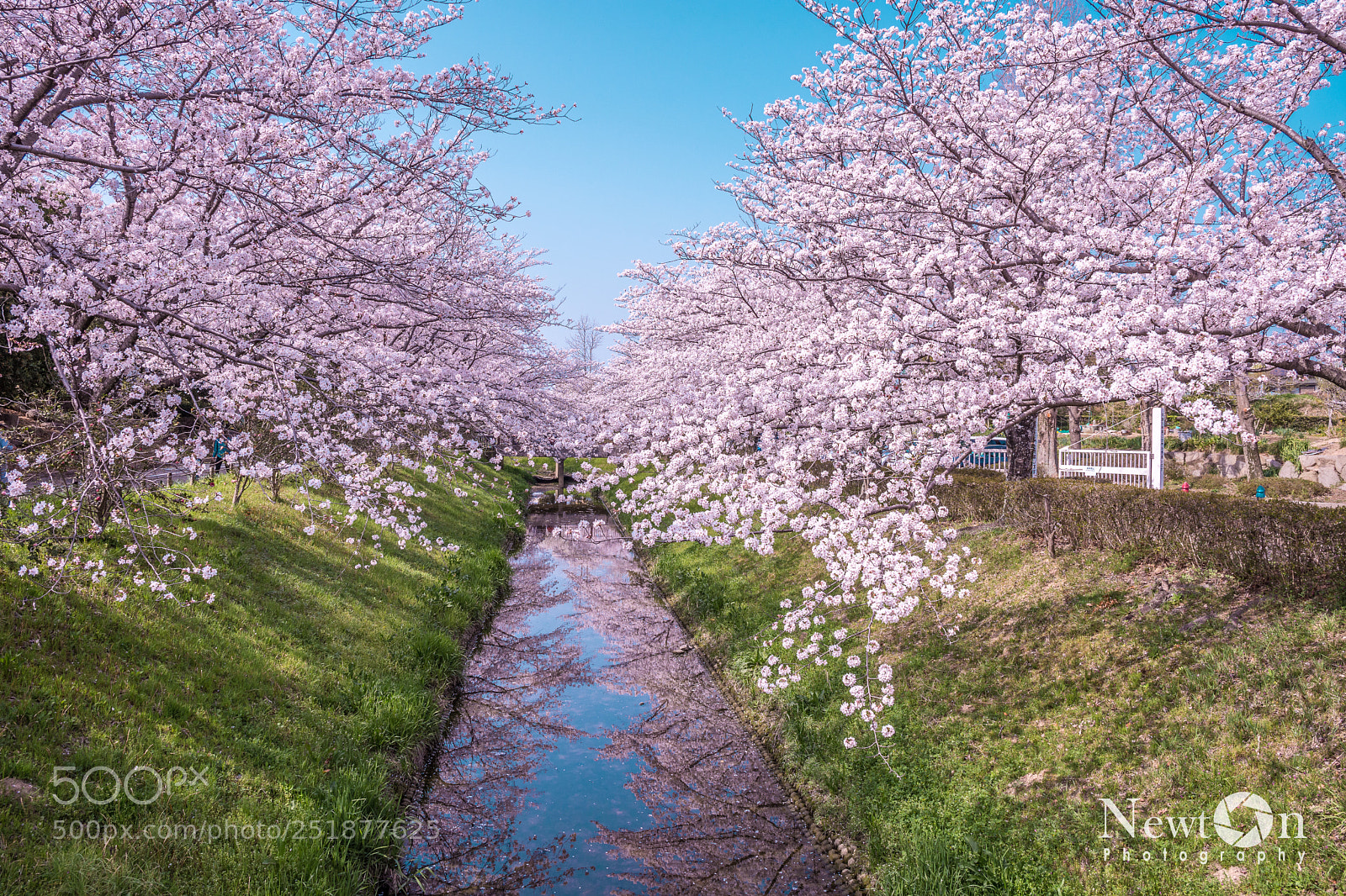 Nikon D7200 sample photo. Japan cherry blossoms season photography