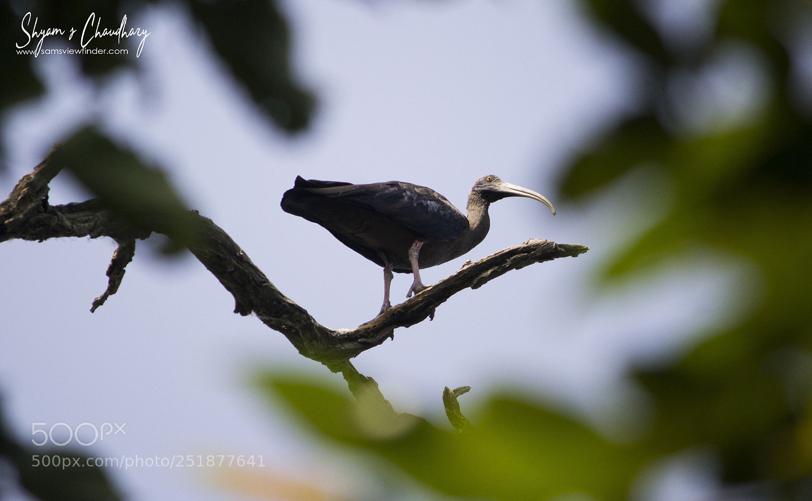 Canon EOS 1200D (EOS Rebel T5 / EOS Kiss X70 / EOS Hi) sample photo. Blackeyed ibis photography