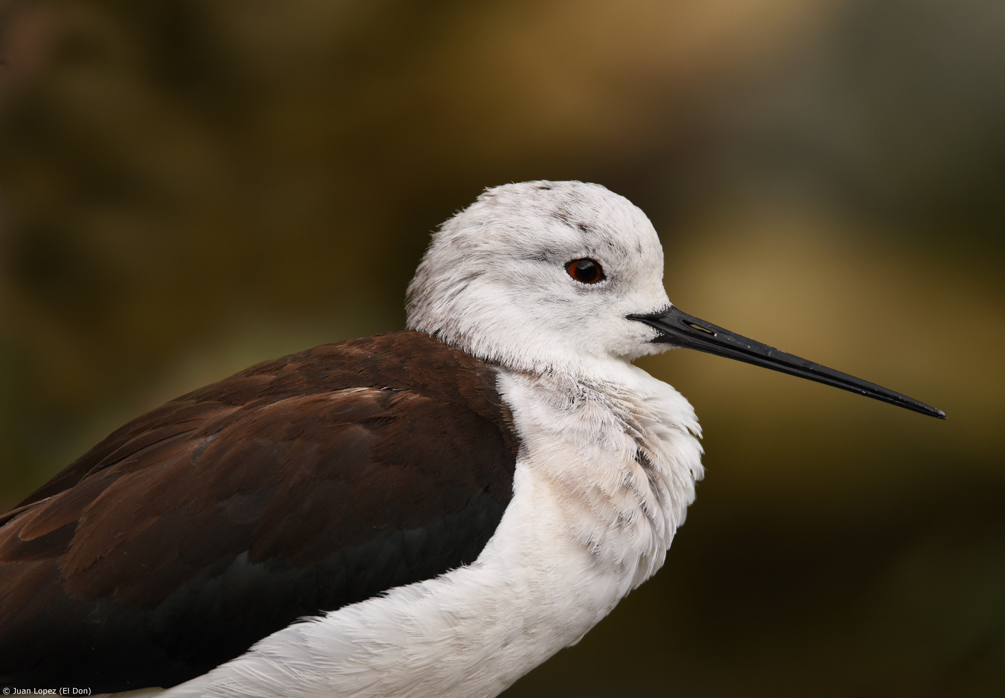 Sigma 150-600mm F5-6.3 DG OS HSM | S sample photo. Bird... portrait..!! photography