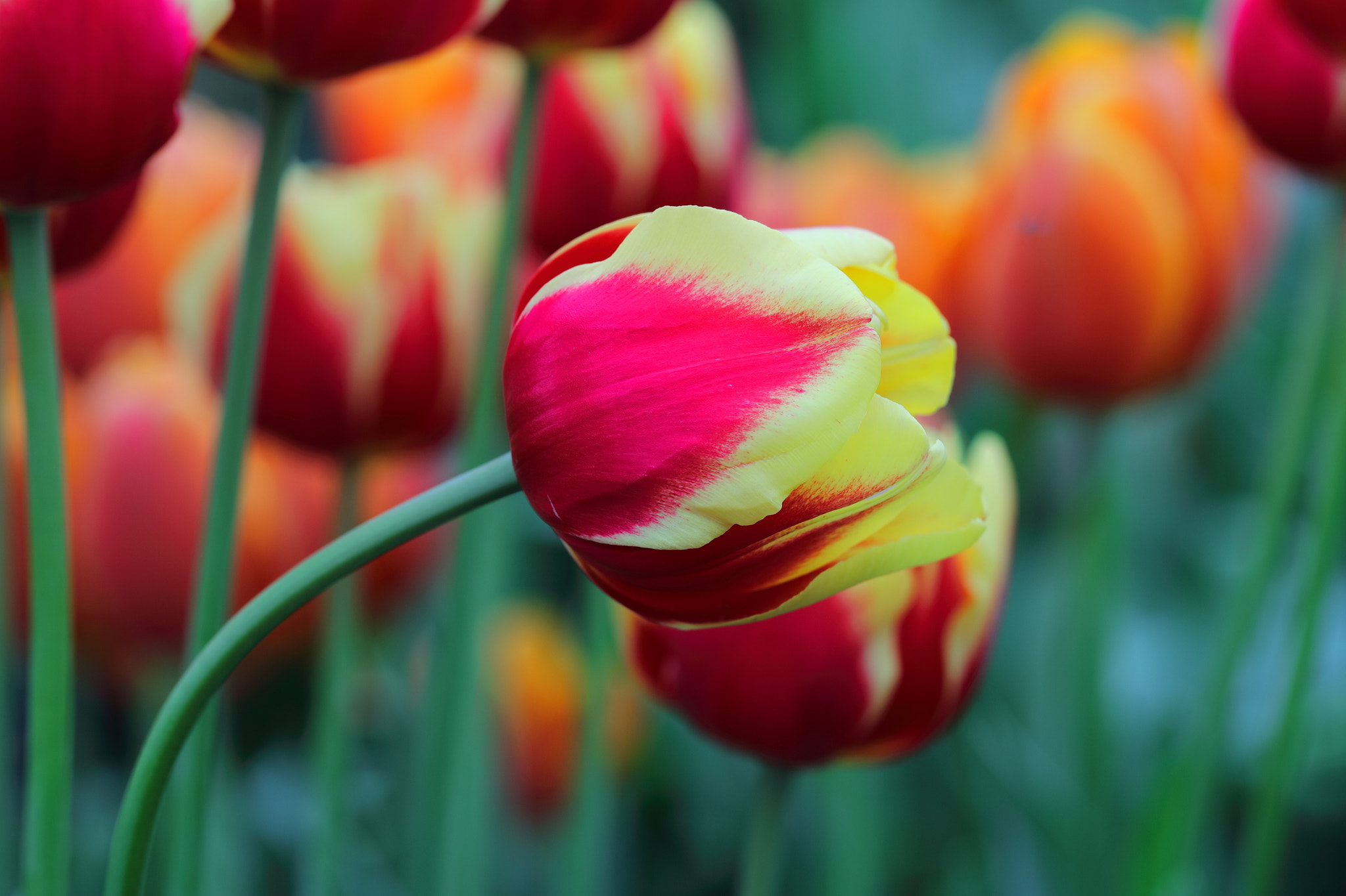 Canon EF 100mm F2.8L Macro IS USM sample photo. Tulip photography