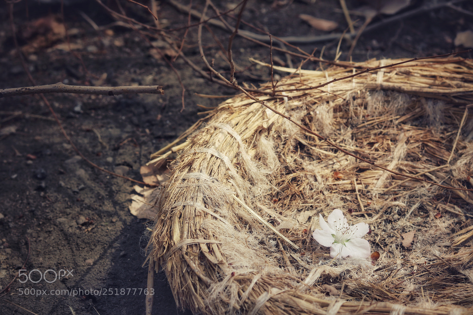 Canon EOS 760D (EOS Rebel T6s / EOS 8000D) sample photo. Spring photography