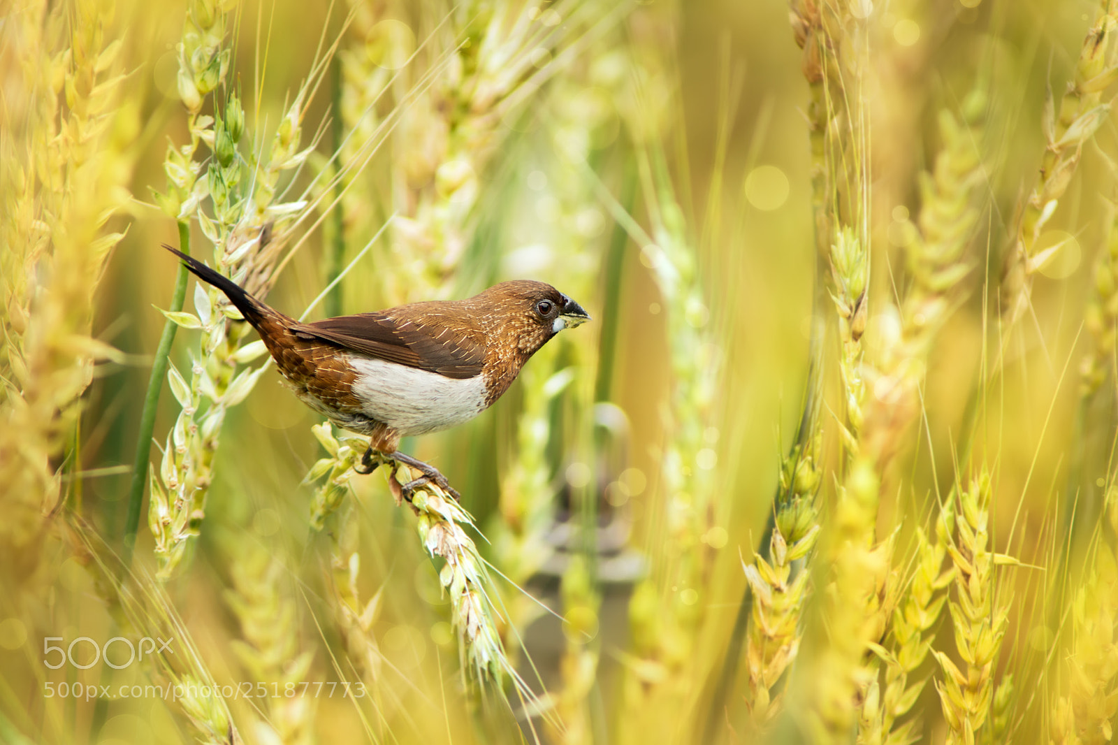Sony SLT-A77 sample photo. ～ nutmeg mannikin ～ photography
