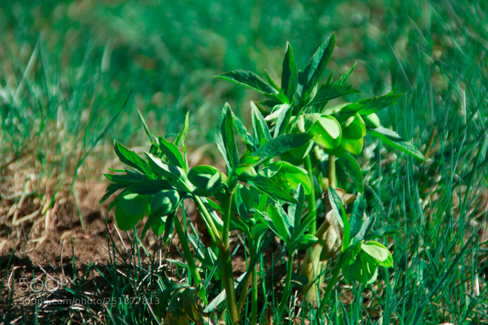 Sony a5100 sample photo. Walking to rusio photography